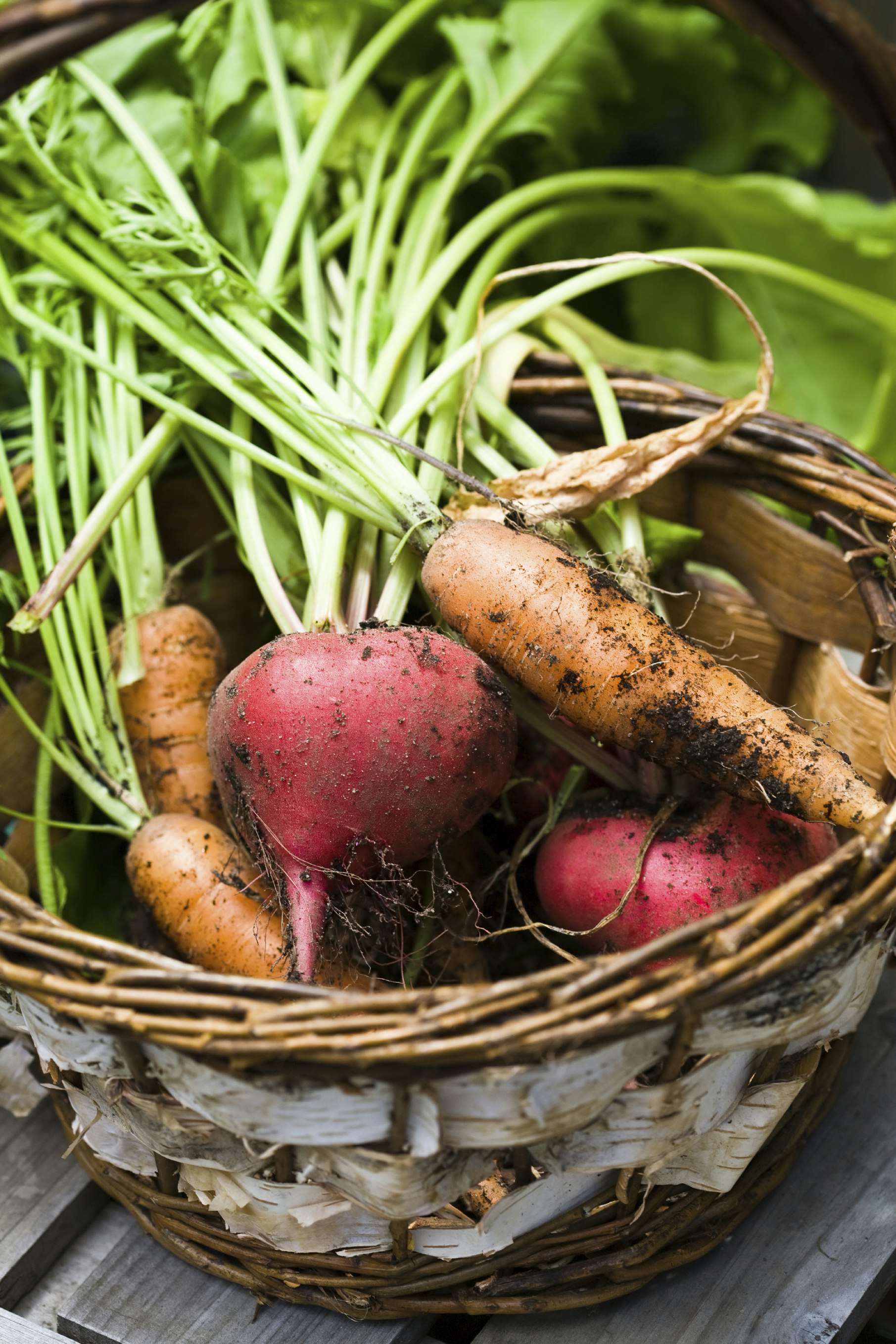 Freshly picked vegatables