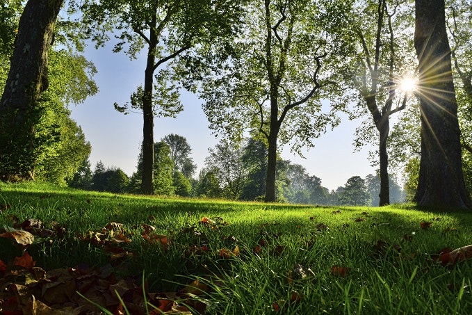 Trees and grass at the start of fall. Sunburts through trees